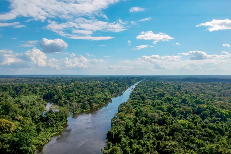 Desmatamento na Amazônia cai mais de 11% em 2022