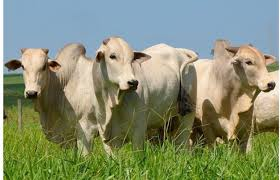 Tarifaço dos EUA gera queda de US$ 608 milhões nas exportações do agronegócio e acende alerta em municípios brasileiros