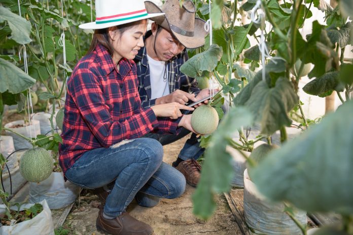Young farmers are analyzing the growth of melon effects on green